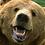 bearklaw
